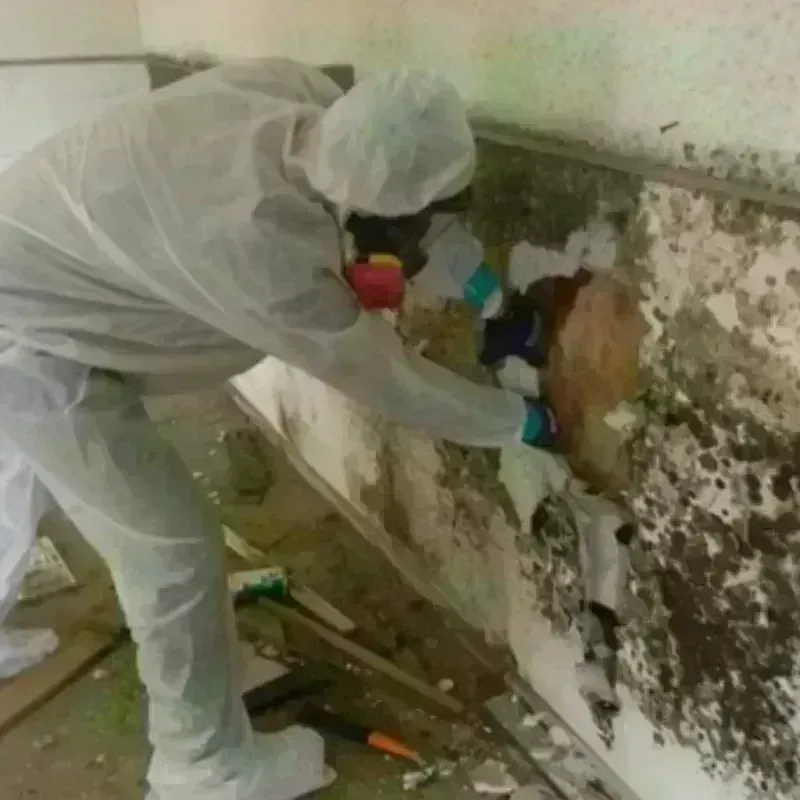 Mold Remediation and Removal in Saint Lucie County, FL